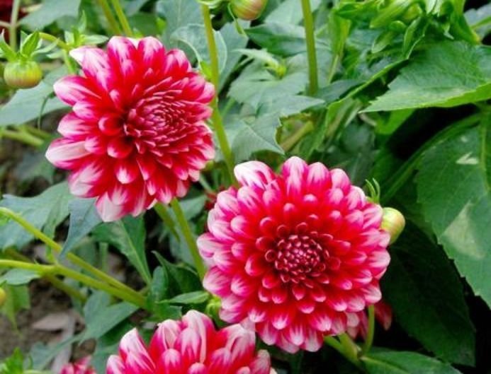 3种花很漂亮,好养易活能爆盆,花香四溢飘满屋,美爆了