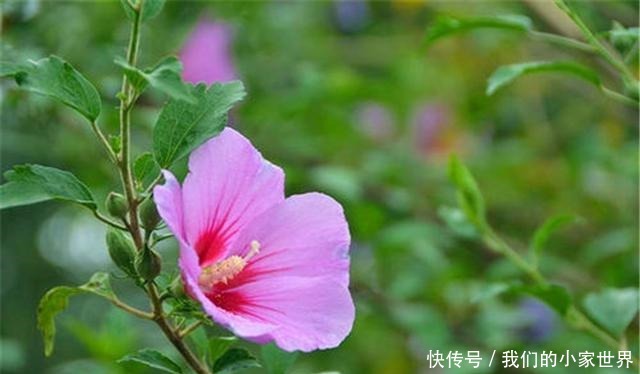 虽是野花，它却能当菜食用，农村还用它来润肺止咳