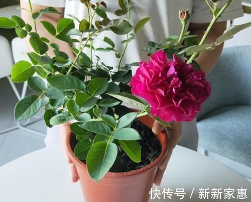 比牡丹还漂亮的月季,花色高贵又不失浪漫,香味浓郁,能四季开花