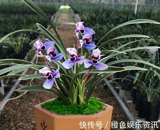 兰花|这两款兰花，花色神秘，芳香浓郁还很好养，放在家里上档次！