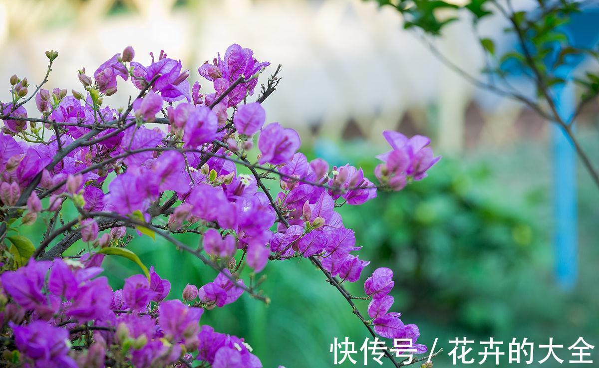 板结|八月养三角梅,勤做4件事,再次开成大花球