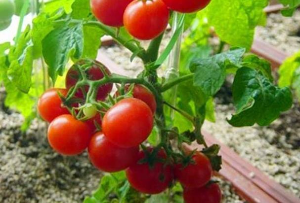 盆栽养殖云锦杜鹃，多注意4个要点，开花量大、色艳、香味浓郁