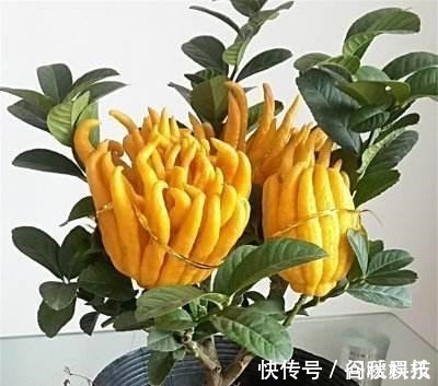 盆栽|家里摆上10种花,越来越兴旺、发达,个个都是“吉祥”花