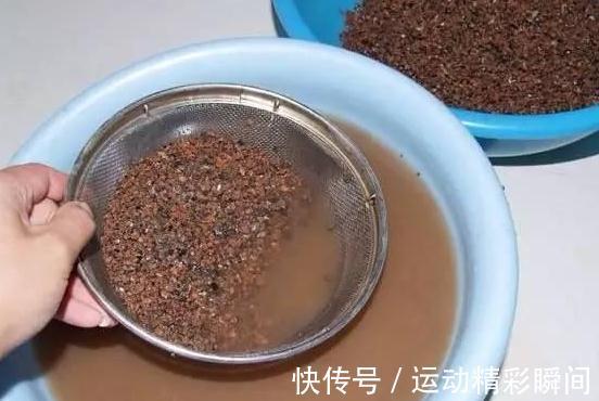 多肉|煤渣确实可以养多肉,但是你要注意这几点