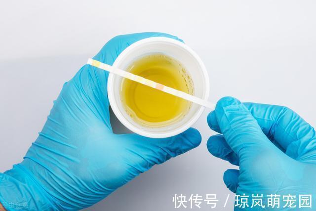 血钾|吃沙坦类降压药,能减少蛋白尿护肾?还是升高血钾伤肾?本文说清