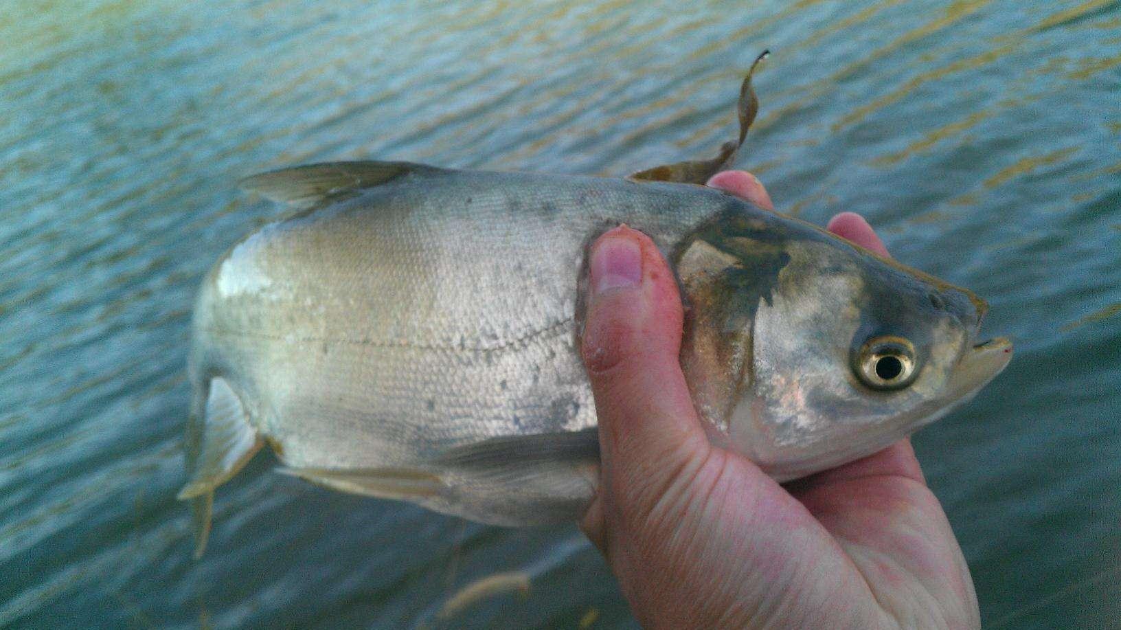 五至八度的冬天，到底还能不能钓到鲢鳙