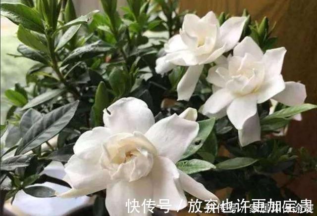 修剪|栀子花买到做3步,让它花全开,花后换盆强修剪,明年照样开爆盆