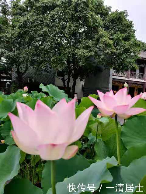 不亲近|《法华经》第十四品【安乐行品】新说