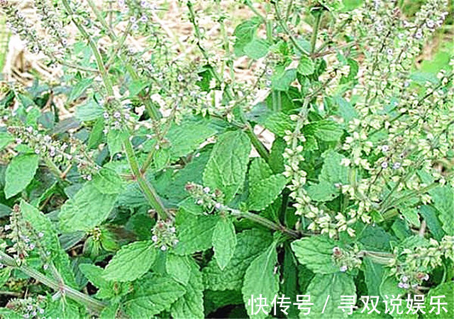 农村|农村有一种称之为“癞蛤蟆”草的植物,没想到它能治这么多病!