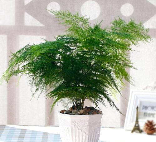 养文竹,谨记2多、2少,不黄叶,还不断冒新芽