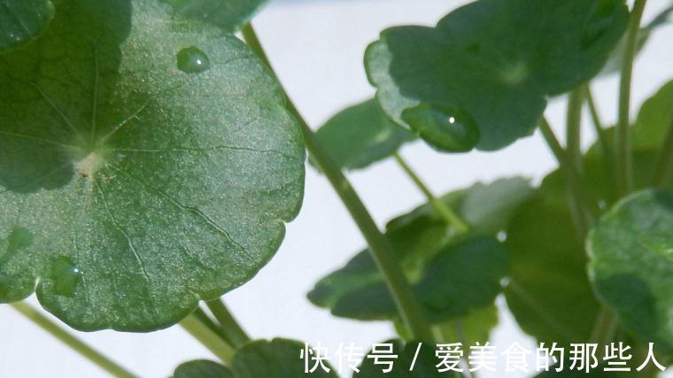 铜钱草叶片发软,黄叶怎么办,教你4招小技巧,简单又很奏效
