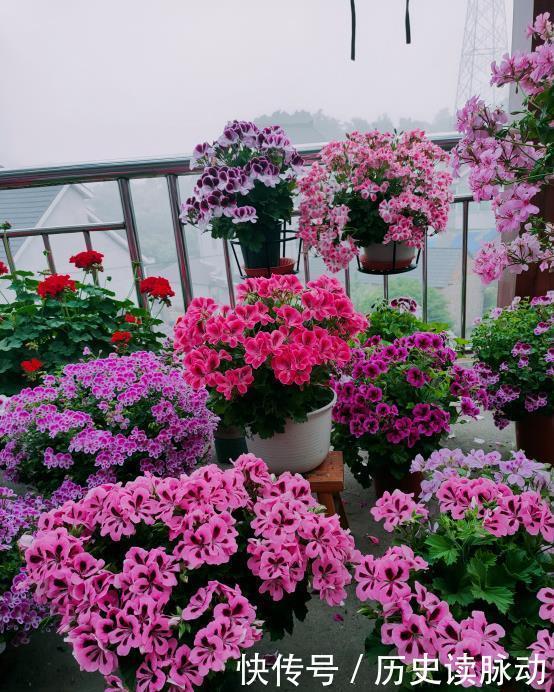 阳台养盆天竺葵,一不小心爆了盆,好养又好看,四季花不断