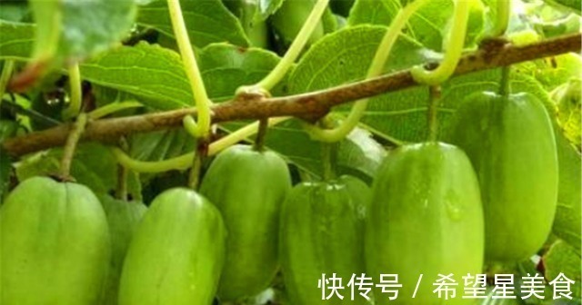 好吃|软枣果树种上两棵,好养易活,比普通水果好吃,营养多,市场好!