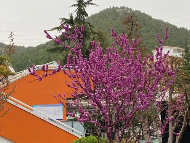 舒卷烟霞自掩映，半山芳菲绕窗棂 ——开元邀你来赏花（一）