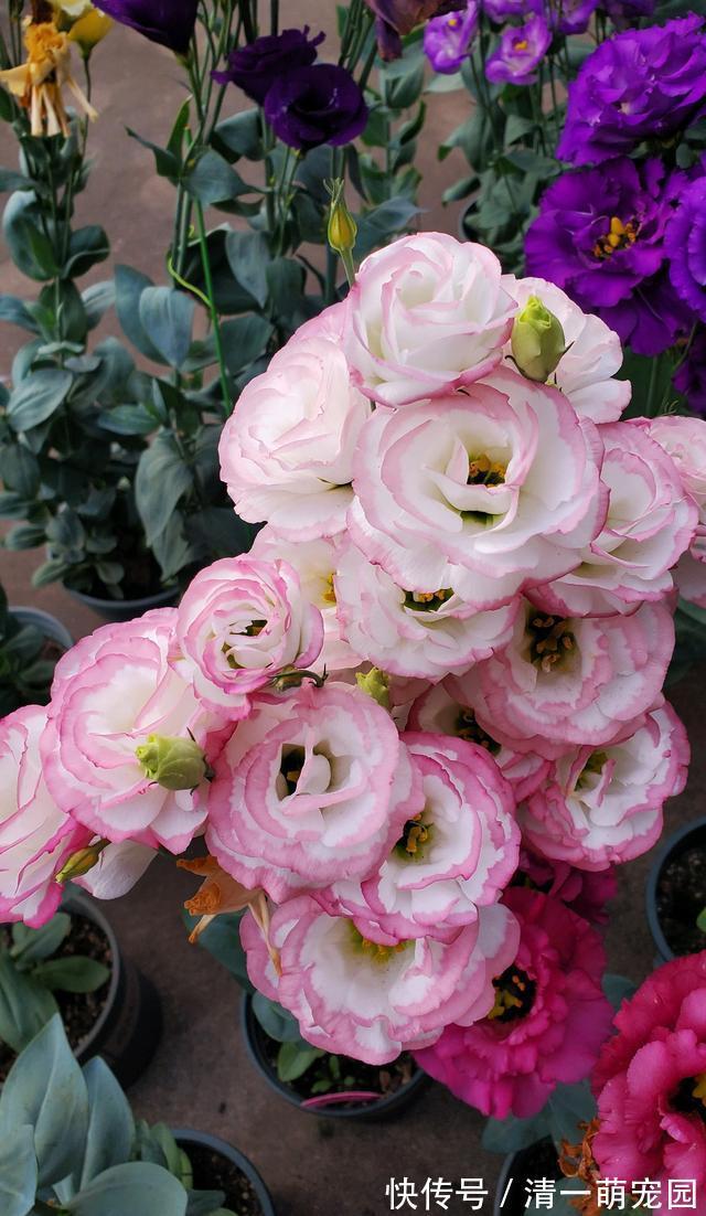 玫瑰|世界四大名花之一“洋桔梗”，比玫瑰还美，花开四季，阳台也能种