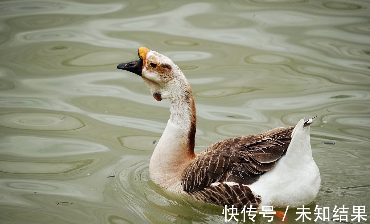 小学教材&《周易》早该选进小学教材了！看看《渐》卦说了什么