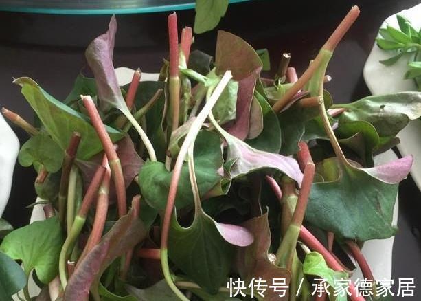 老家|被打绝迹的野菜,在农村老家剩下的一点,看看你还认识吗?