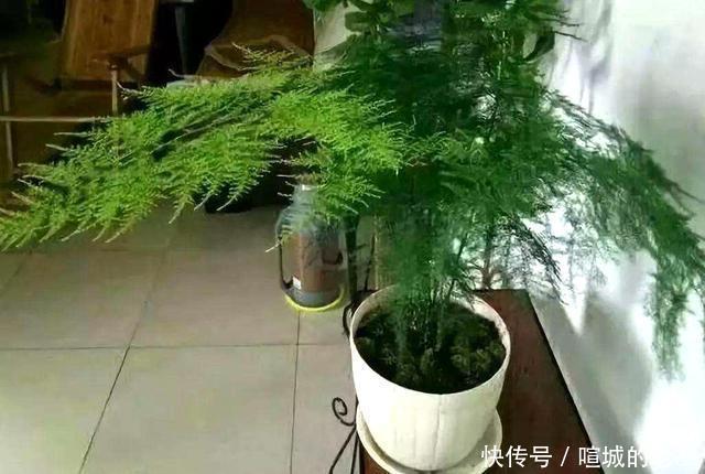 养文竹,掌握2个小技巧,蹭蹭长出一圈小嫩芽,叶子碧绿发亮