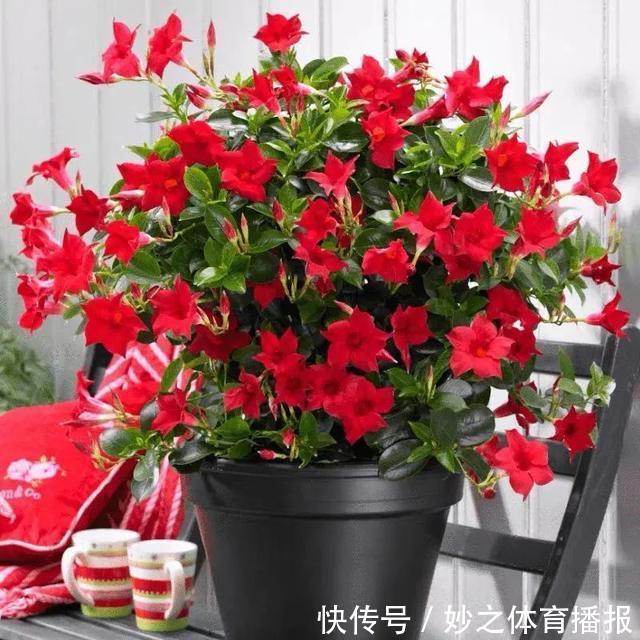 最爱晒太阳的8种花,越晒开花越多,阳台养几盆,开花成海