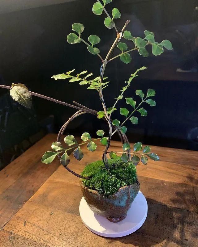 山野草，也高雅！