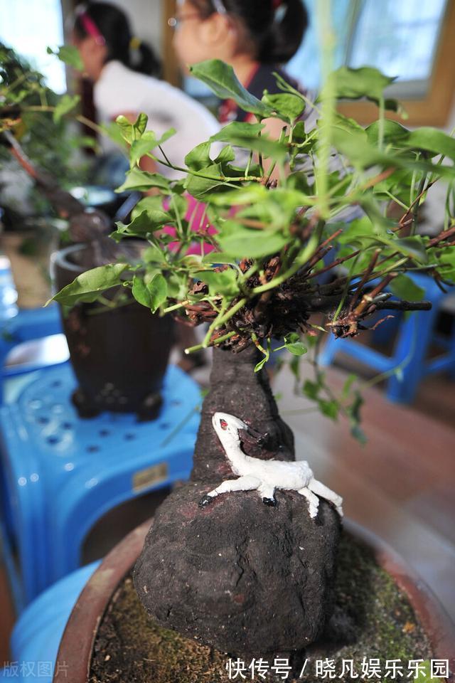 红花酢浆草|遇到5种野花野草，多挖点，正是移栽好时间