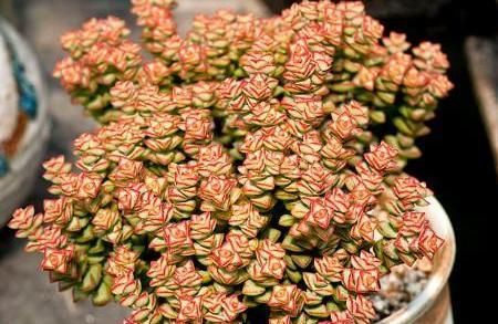  好养|此款多肉，好看又好养，繁殖快，还能开出小米花！