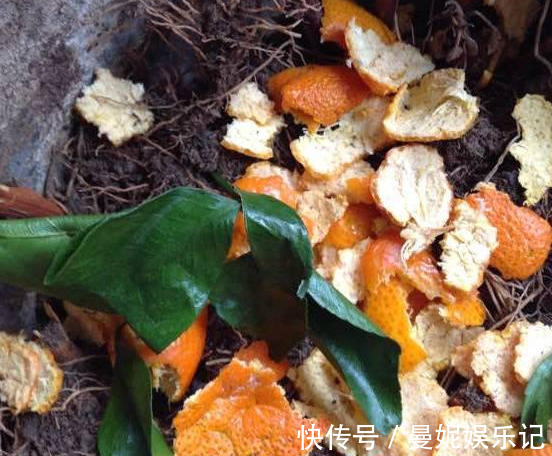 养花技巧:醋、橘子皮、小苏打用来养花,好处多!