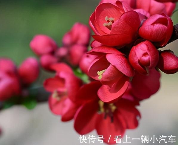 这种木瓜开花挺好看了,做成盆景搬回家