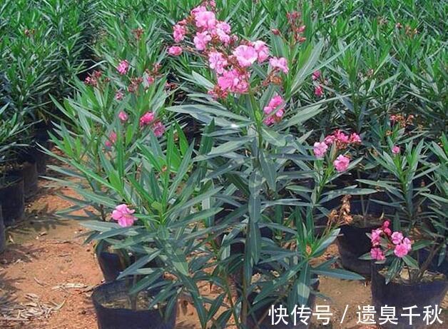 晦气|3种花“晦气花”,最好不要养室内,实在喜欢就养在室外吧