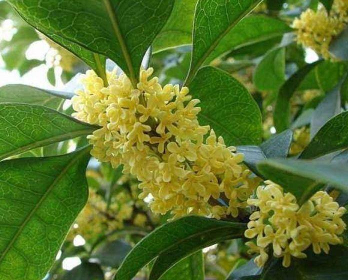 几种花卉花色惊人,层层叠叠超美艳,颜值超高的