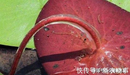 野菜|池塘里的一种野菜，吃起来比豆腐还嫩，现在卖到30多一斤