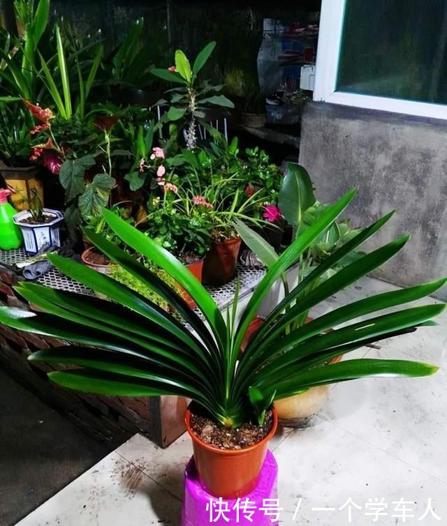 家里没阳台也能养花,这3种花不用晒太阳照常开花!