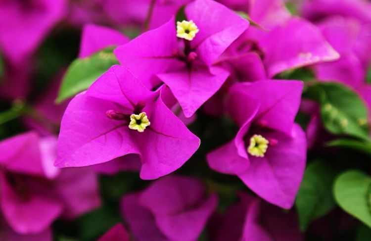 家有小院,种此款耐旱盆栽,沾水就疯长,茎壮花爆盆,懒人超好养