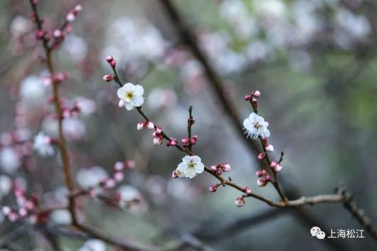 梅花、樱花、玉兰、二月兰……松江早春赏花图鉴来了