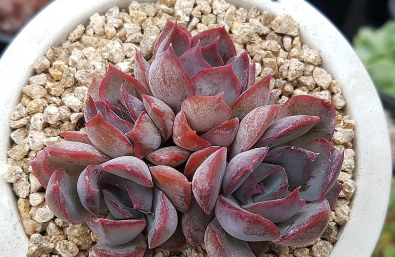 橙梦露|贵州大妈家不足一平方的窗台,摆了几十盆多肉,颜色美爆盆快