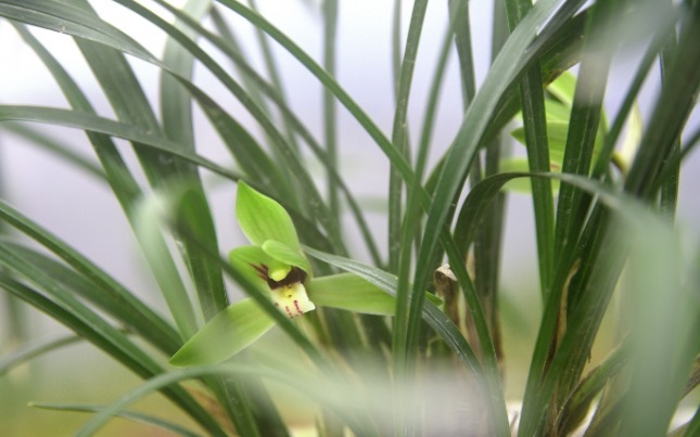 惊蜇前兰花分苗，准备、操作以及后期管理，这些细节很重要