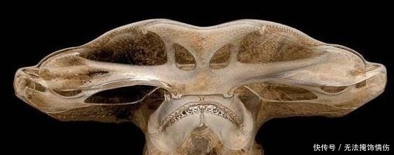 物理 简要回顾X射线的科学史,分析其物理意义和影响