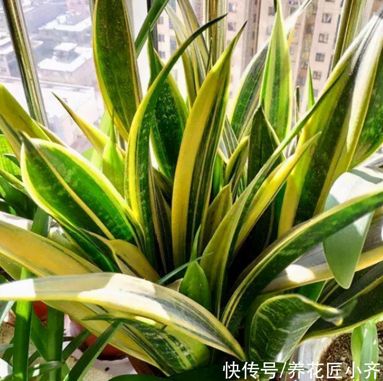 春季养虎皮兰的正确方法，让你的虎皮兰长满新芽，老叶肥厚硬挺