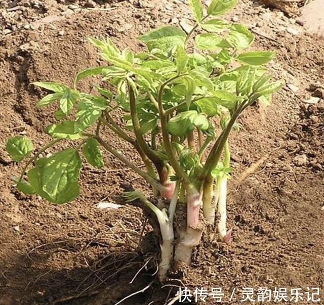 老芽|“1种杂草”曾被当柴烧，殊不知是“盆景树”，养2年，1盆值100