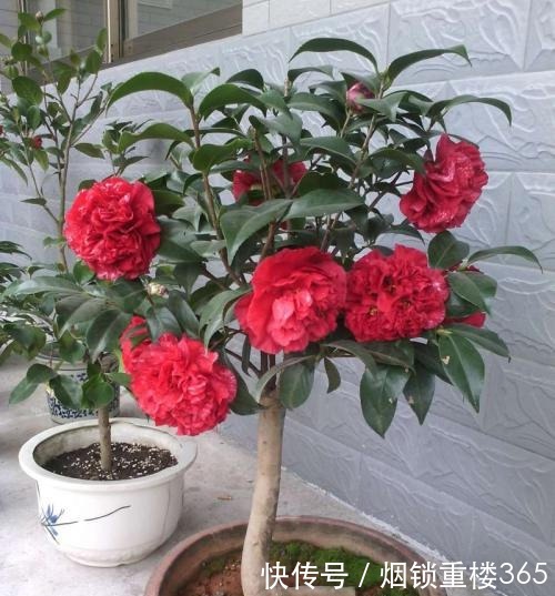 1种花,比玫瑰漂亮,比君子兰秀气,春天正适合养