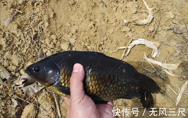 除了麦粒和蚯蚓，这几种饵料，用来野钓鲫鱼，中钩都是大鲫鱼
