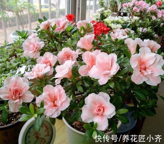 9种“有毒”花,家中很常见,光看别动它,不然很“麻烦”