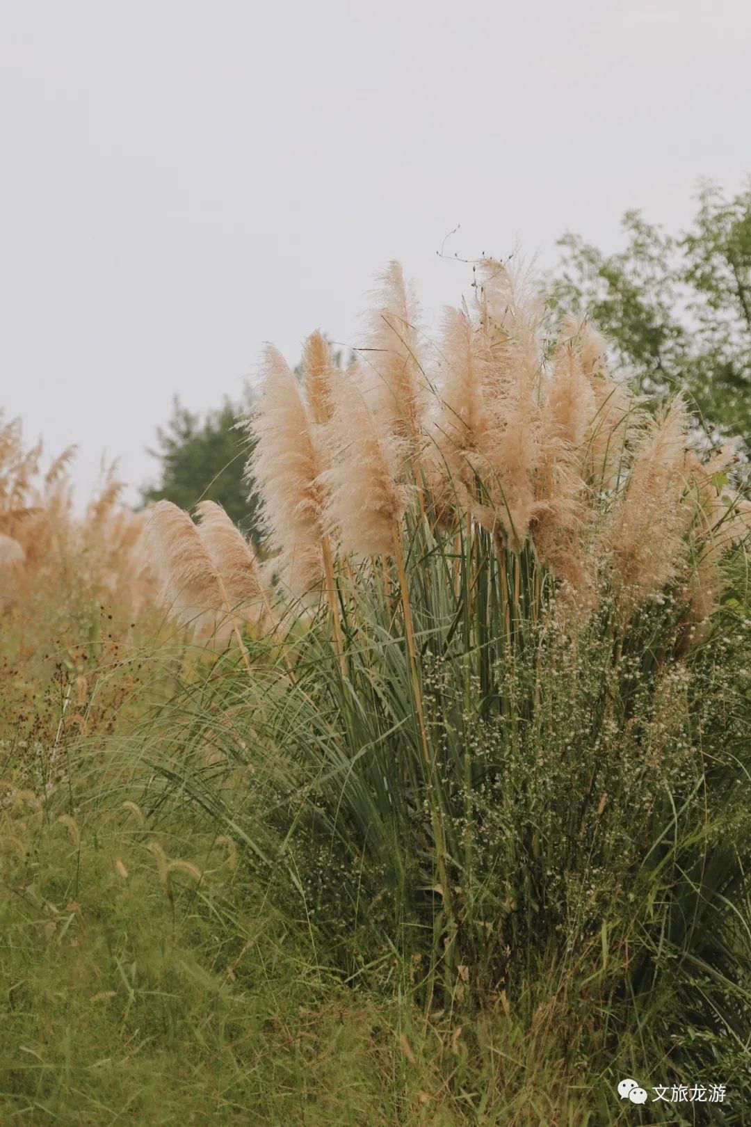 银杏|衢州的秋天美成调色盘，是你眼中哪一种绝色~