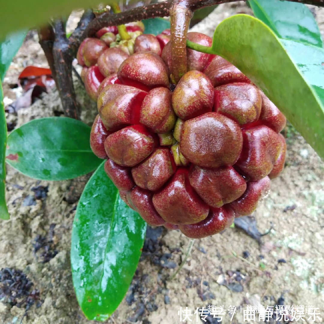 菠萝葡萄|海贼王里面恶魔果实，现实中真的存在 超市就买得到128元一个