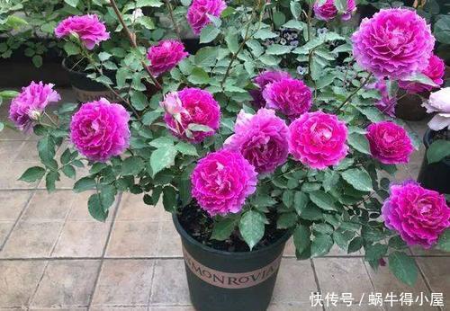 庆典|4种浓香型月季,好养好看又抗病,养一株清香四溢,我就养了6棵