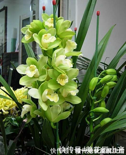 养好蕙兰“四要素”缺一不可，特别记住最后一点，买家没有卖家精