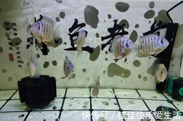 新鱼入缸后,为什么有些鱼一进入鱼缸,直接就躺下了!