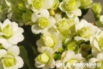 苦苣科|这3种花，一年四季都随便开，最适合小白懒人，阳台养花必备