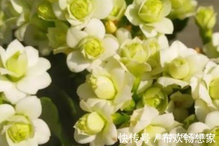 这3种花,一年四季都随便开,最适合小白懒人,阳台养花必备