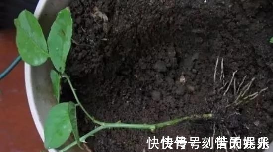 养花爱好者看过来这15种花现在“扦插”,生根快,一个周就长芽